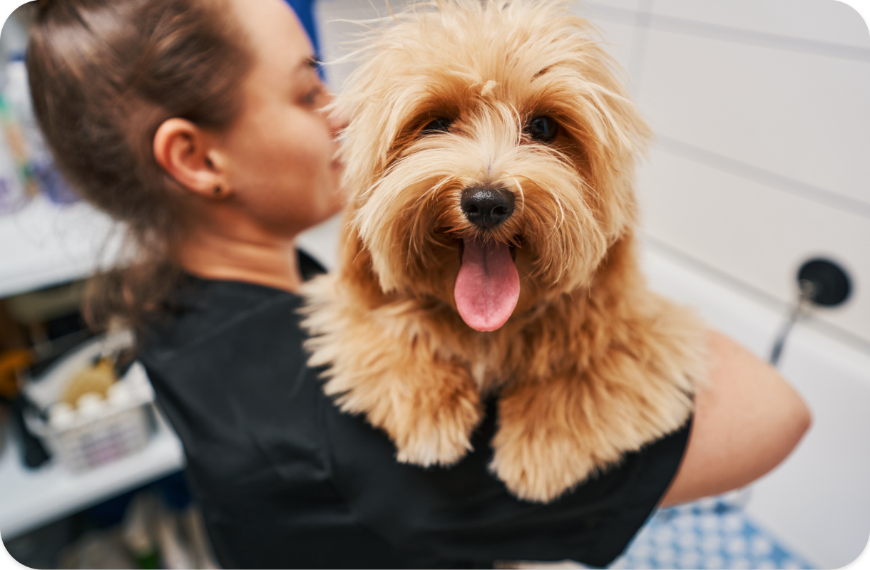 ¿Eres Peluquero Canino en Zulema - El Viso?