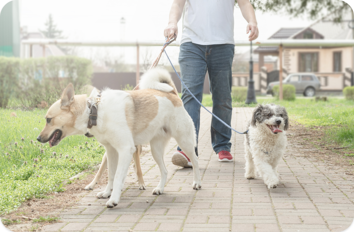 Paseador de perros a domicilio en Las Rozas