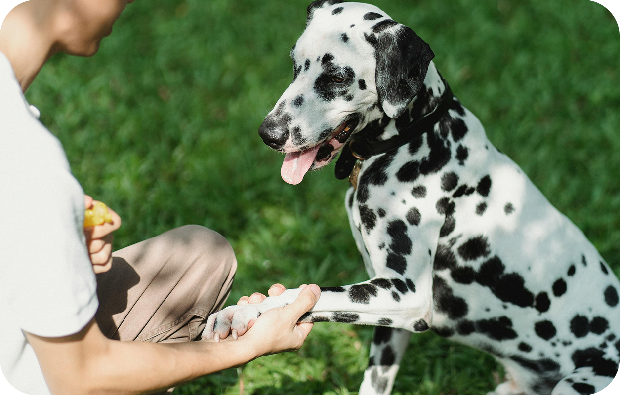 ¿Eres adiestrador/a de perros en Moratalaz?
